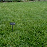 Turf-type Tall Fescue